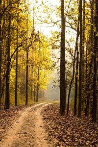 Dirt road passing through forest