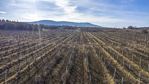 Scenic view of agricultural field against sky