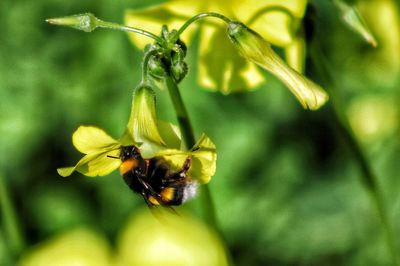 Close-up of bee on flower