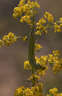 Close-up of yellow flowering plant