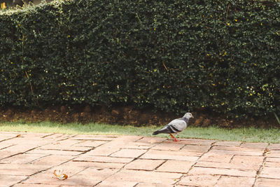 Side view of seagull perching on footpath