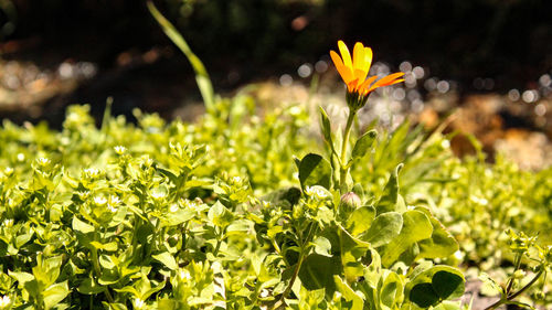 Close-up of yellow flowers blooming outdoors