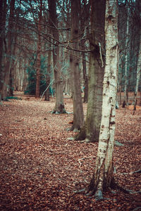 View of trees in forest