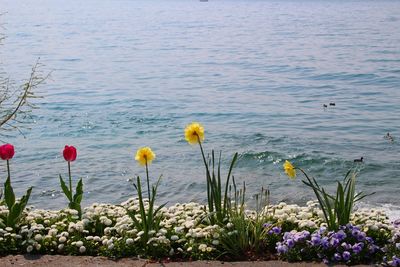 Flowers floating on lake