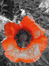 Close-up of red rose flower