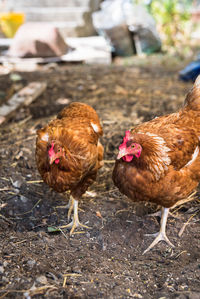 Close-up of rooster on field