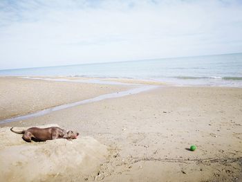 Flock of birds on beach against sky
