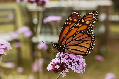 Monarch butterfly at acadia national park. danaus plexippus. mount desert island, maine, usa