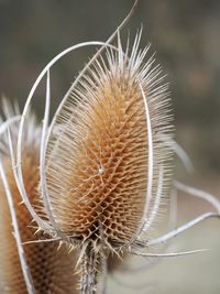 Close-up of plant