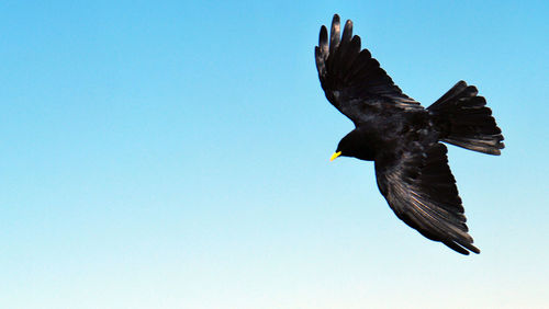 Low angle view of birds flying against blue sky