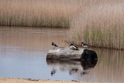 Ducks swimming in lake