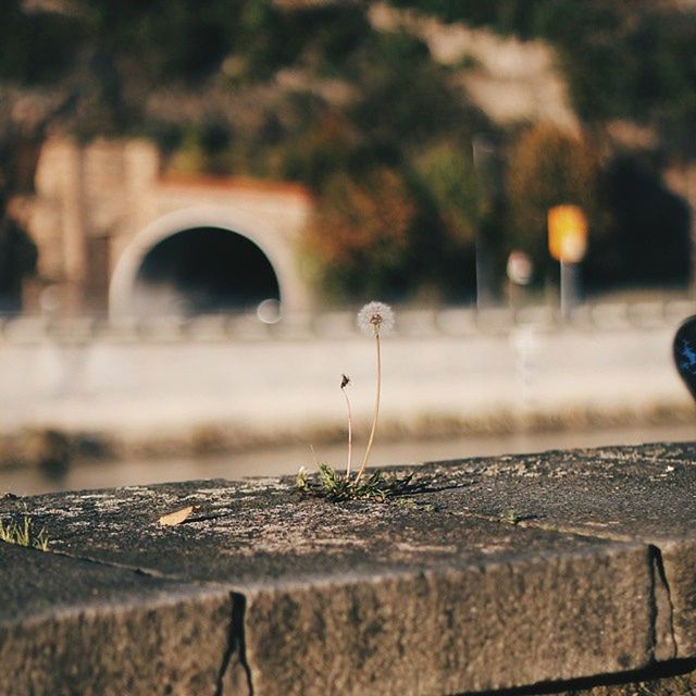 arch, built structure, architecture, selective focus, focus on foreground, street, building exterior, transportation, surface level, outdoors, road, day, close-up, focus on background, plant, footpath, no people, street light, tree, the way forward