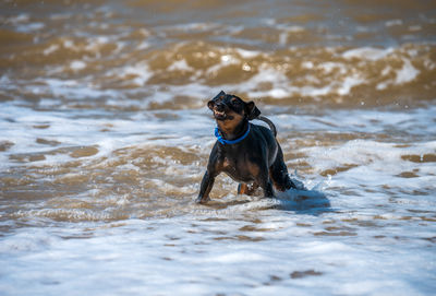 Side view of dogs running in lake