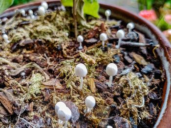 Close-up of mushrooms growing on field