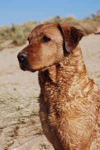 Close-up of dog looking away while sitting on sand at beach