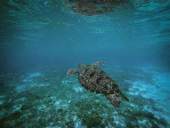 Turtle swimming in sea