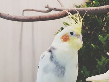 Close-up of a bird