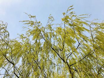 Low angle view of trees against sky