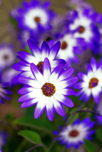 Close-up of purple flower