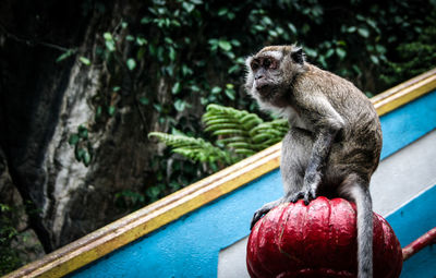 Low angle view of monkey on railing against tree