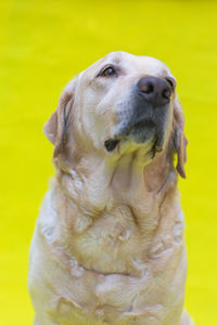 Close-up of a dog looking away