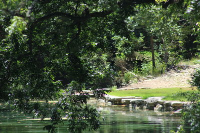 Ducks swimming in river by trees