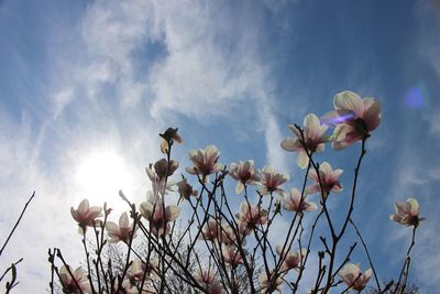 Low angle view of flowers blooming against sky