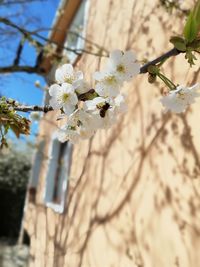 Low angle view of cherry blossom