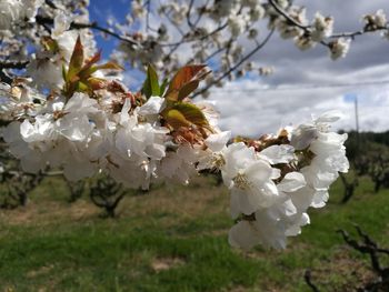 Close-up of white cherry blossoms in spring