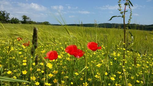 Close-up of poppy flowers in field