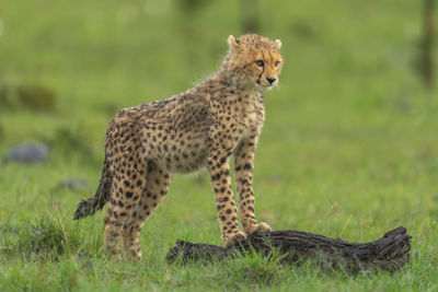 cheetah