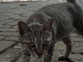 Close-up portrait of cat on footpath