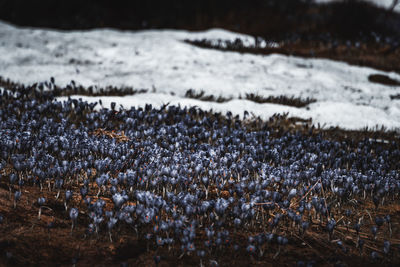 Scenic view of snow covered field