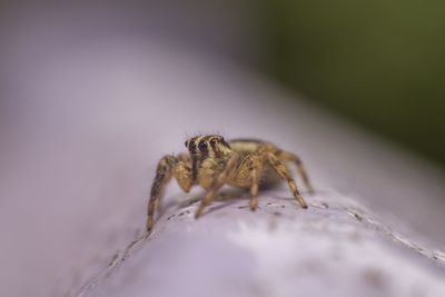 Close-up of spider