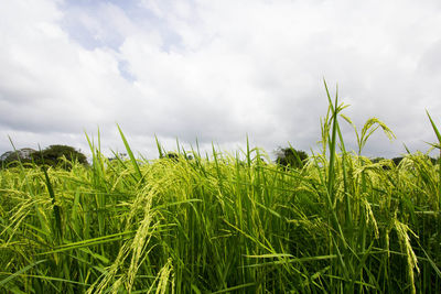 Low angle view of wheat growing on field against sky