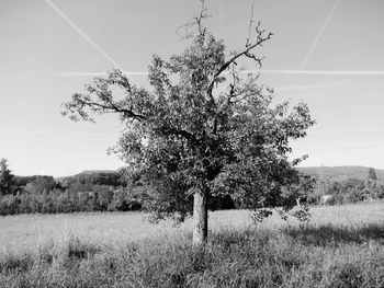 Tree on field against sky
