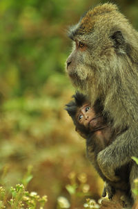 Close-up of monkey carrying infant on field