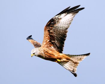 Low angle view of eagle flying against clear sky