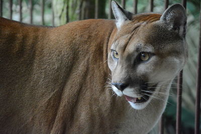 Close-up of mountain lion in cage