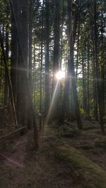 Sun shining through trees in forest