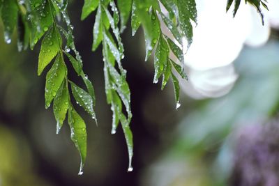 Close-up of raindrops on pine tree