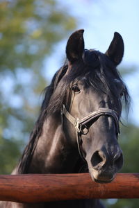 Close-up of a horse