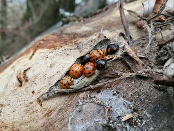 Close-up of ladybugs on tree