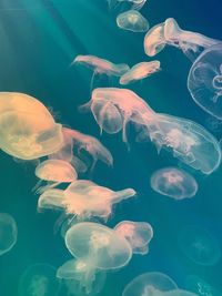 Jellyfish swimming in sea