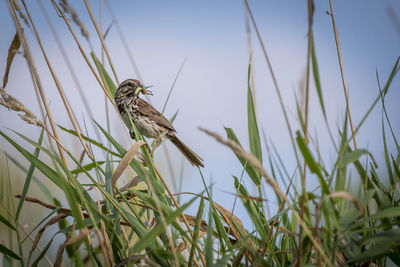 Low angle view of bird perching on grass against sky