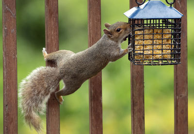 Close-up of squirrel on wood