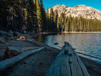 Scenic view of lake in forest