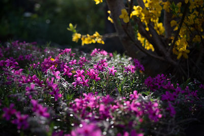 Close-up of pink flowering plants