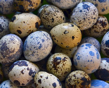 Detail shot of bird eggs