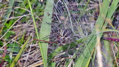 Close-up of insect on plant